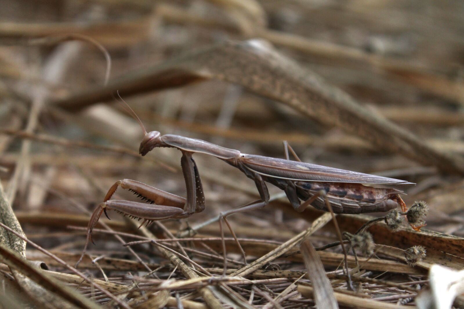 Canon EOS 1100D (EOS Rebel T3 / EOS Kiss X50) sample photo. Mantis, religious, field photography