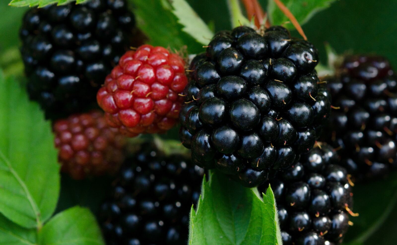 Nikon D7000 sample photo. Blackberry, blackberries, berries photography