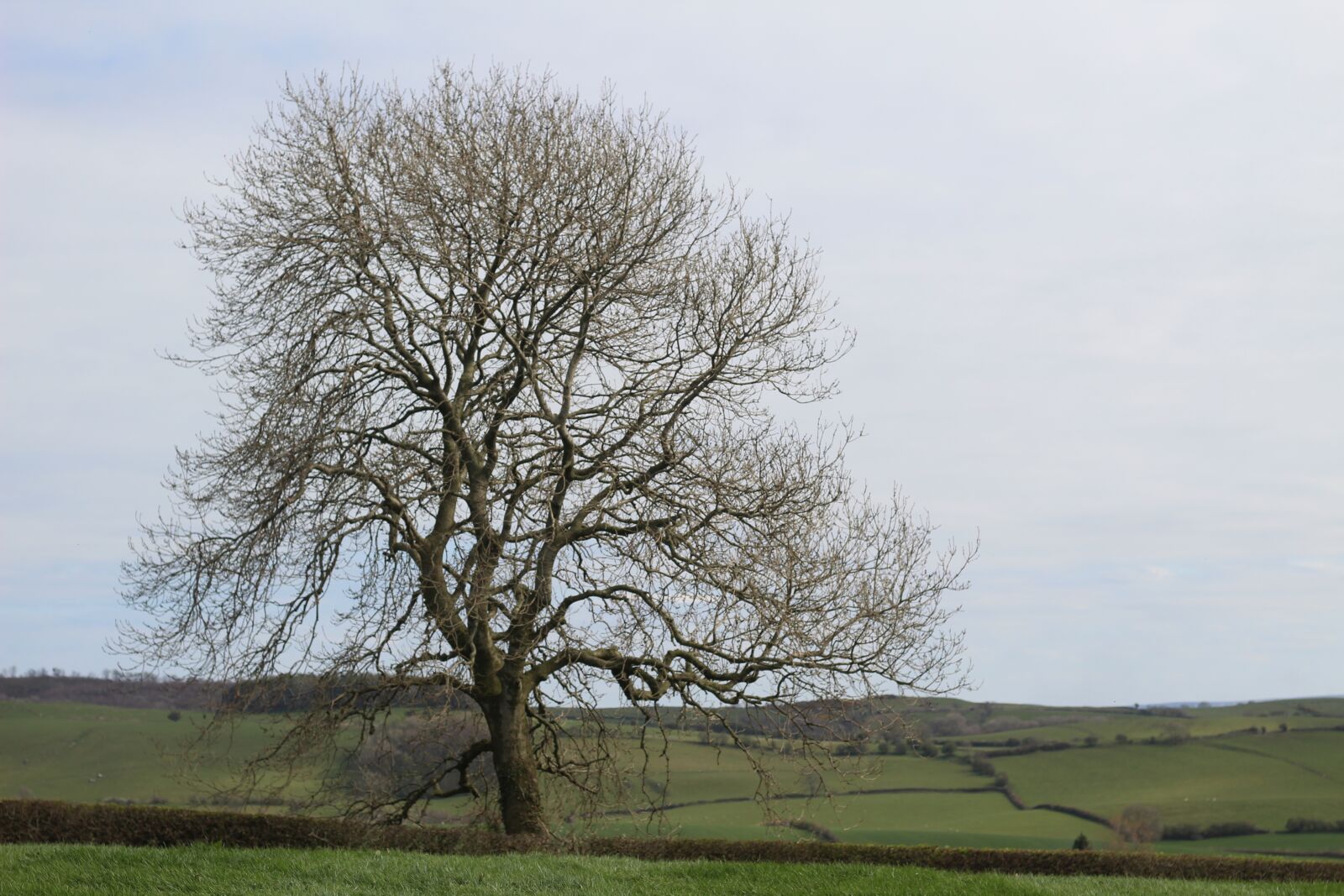 Canon EOS 1300D (EOS Rebel T6 / EOS Kiss X80) + Canon EF 50mm F1.8 STM sample photo. Tree, sycamore, branches photography