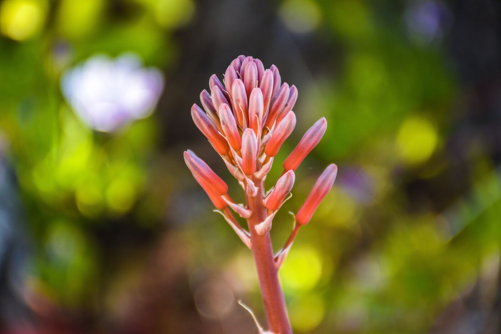 Nikon D5600 sample photo. Flower, blossom, nature photography