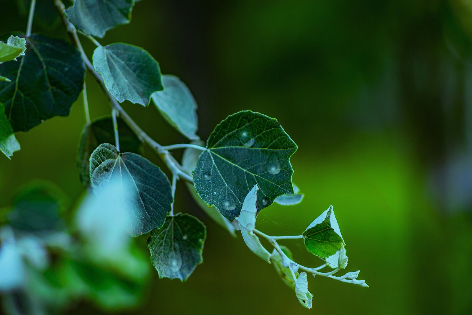 Nikon D3300 sample photo. Leaf, nature, green photography