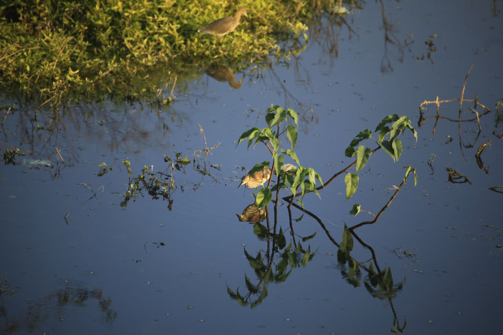 Canon EOS 5D Mark II sample photo. Birds, pond heron, ecology photography