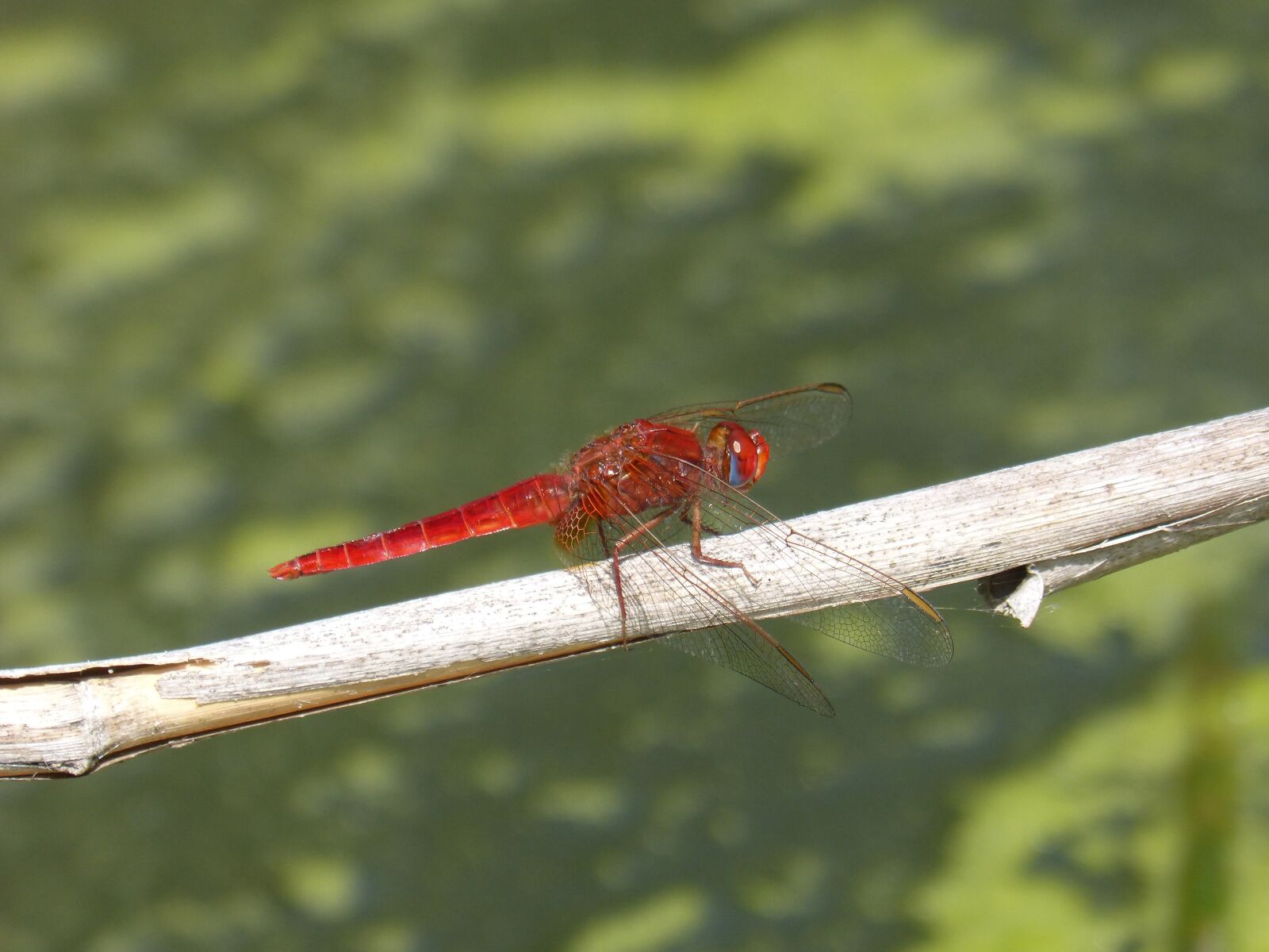 Panasonic DMC-FZ62 sample photo. Dragonfly, red dragonfly, american photography