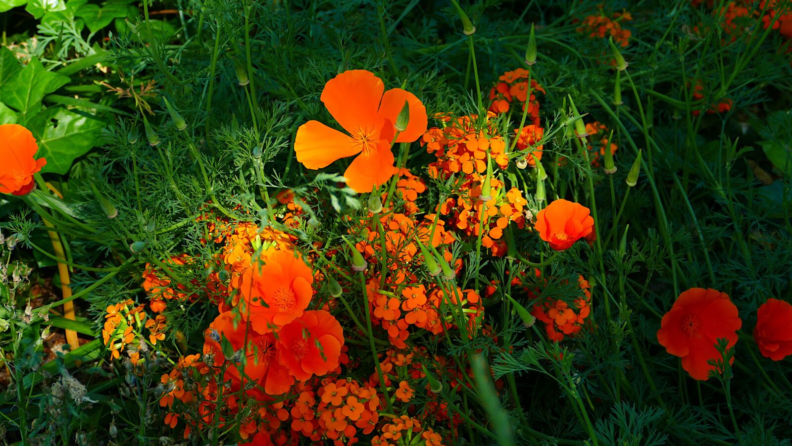 Panasonic Lumix DMC-FZ1000 sample photo. Flowers, plants, flower photography