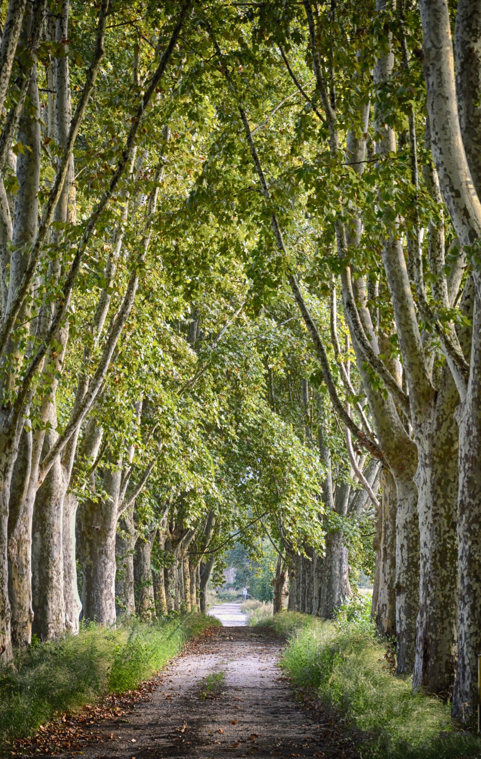 Nikon D3200 sample photo. Nature, viale, autumn photography