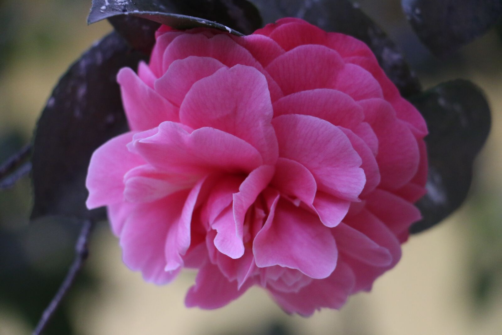 Canon EOS 70D sample photo. Flowers, pink flower, nature photography