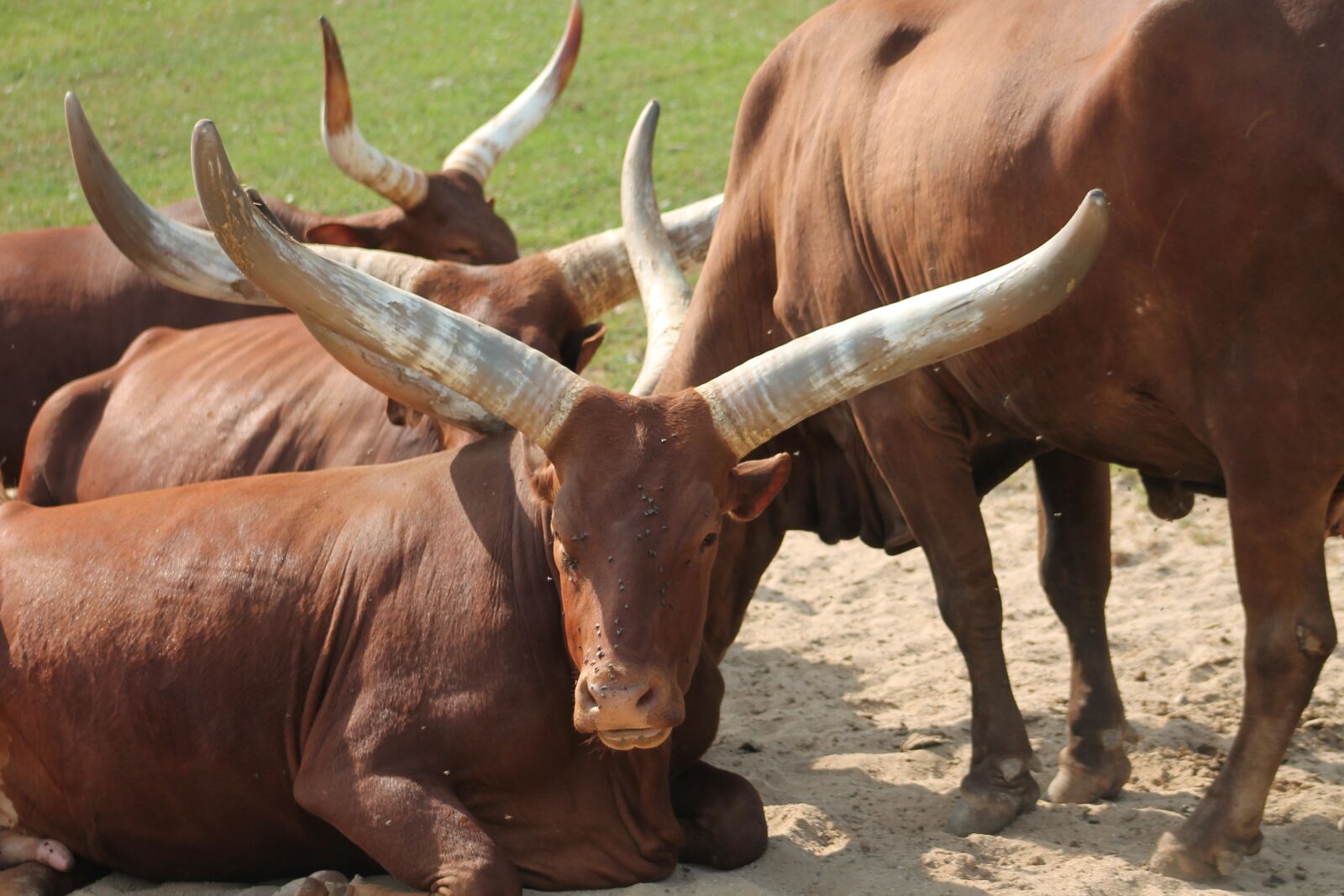 Canon EF 75-300mm f/4-5.6 sample photo. Buffalo, zoo, safari photography