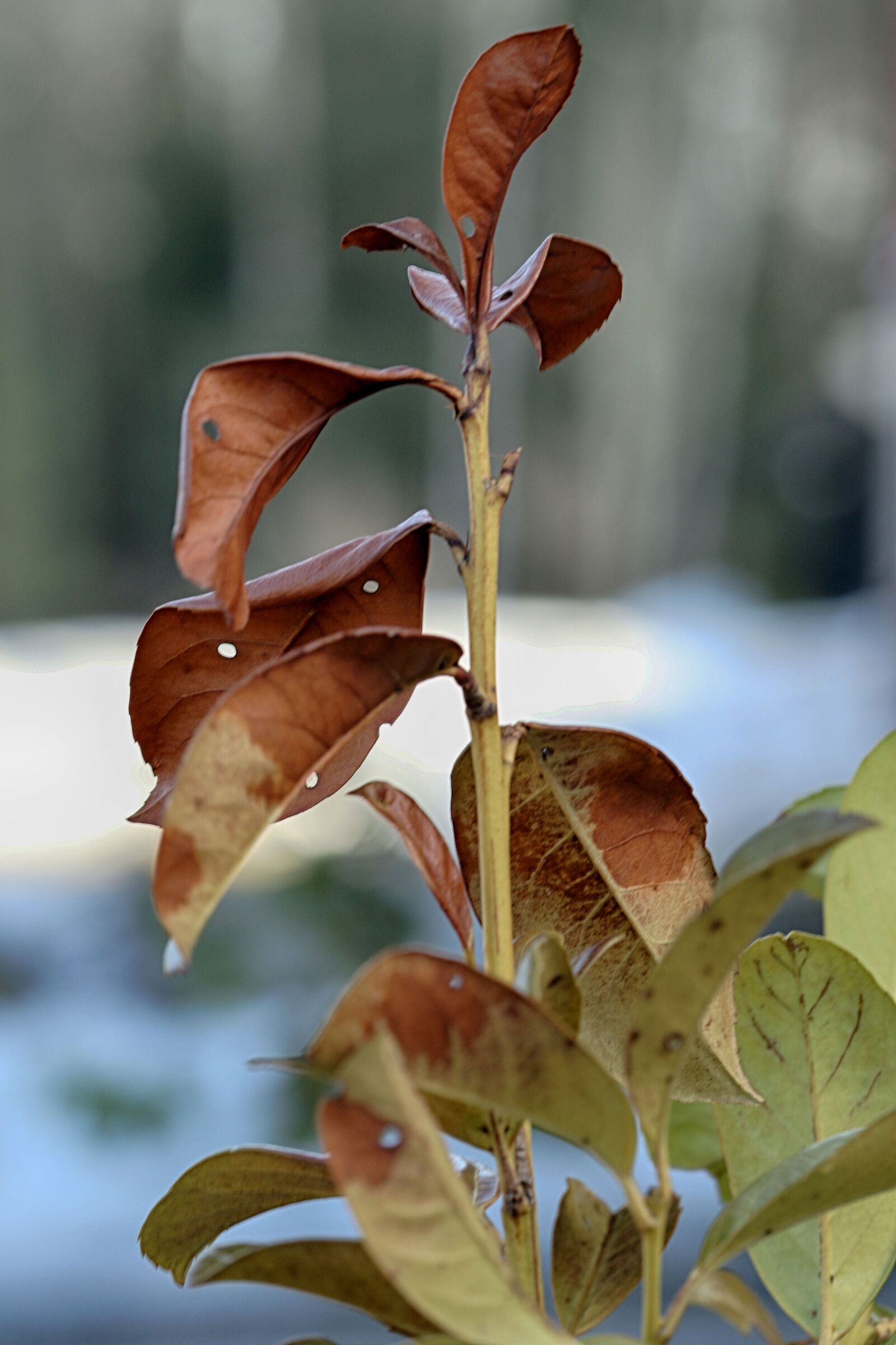 Canon EOS 7D Mark II + Canon EF 135mm F2L USM sample photo. Leaf, nature, flora photography