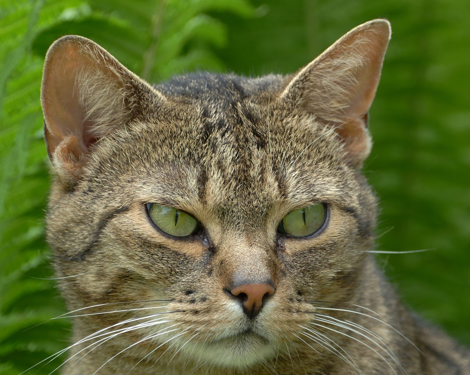 Panasonic Lumix DMC-FZ1000 sample photo. Cat, domestic cat, mimic photography