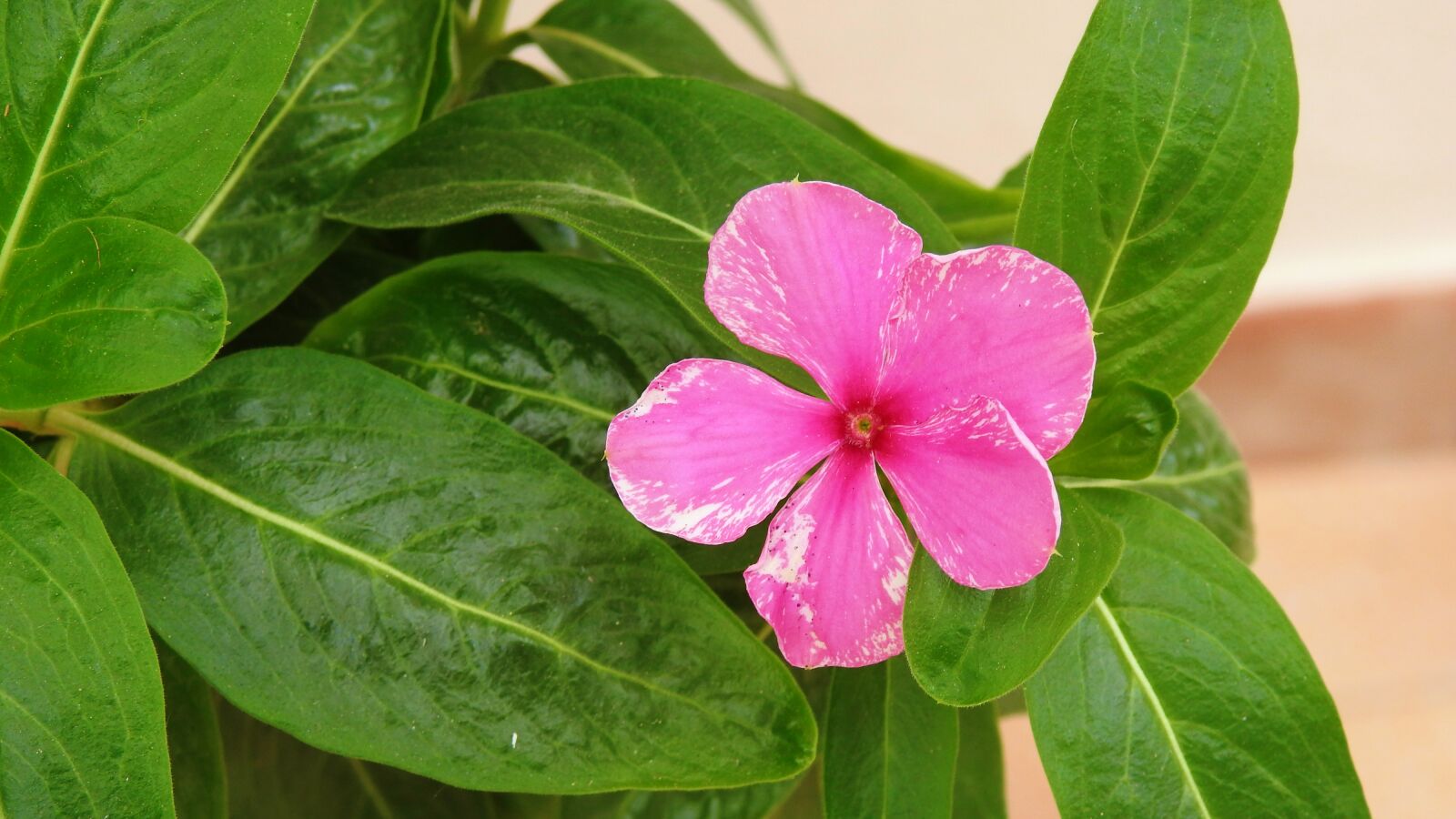Nikon Coolpix P900 sample photo. Alone, flower, garden photography
