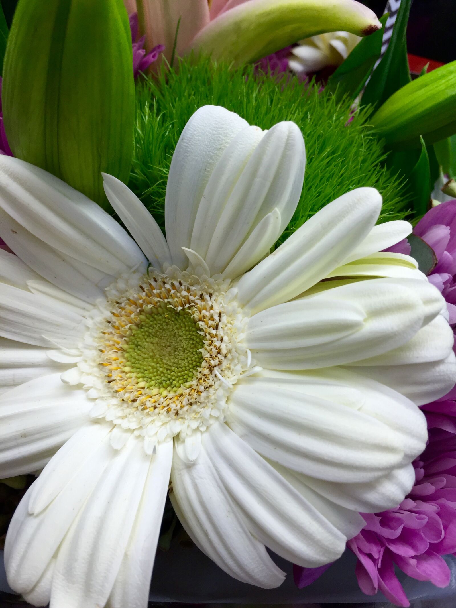 iPhone 6 Plus back camera 4.15mm f/2.2 sample photo. Bloom, blossom, flower, fresh photography