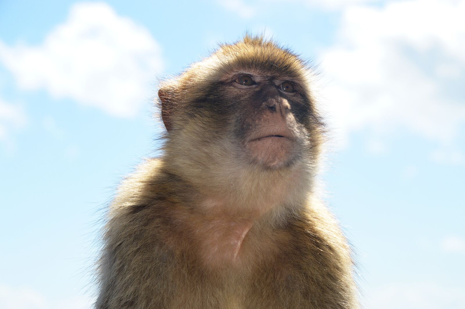 Nikon D3200 sample photo. Barbary ape, monkey rock photography