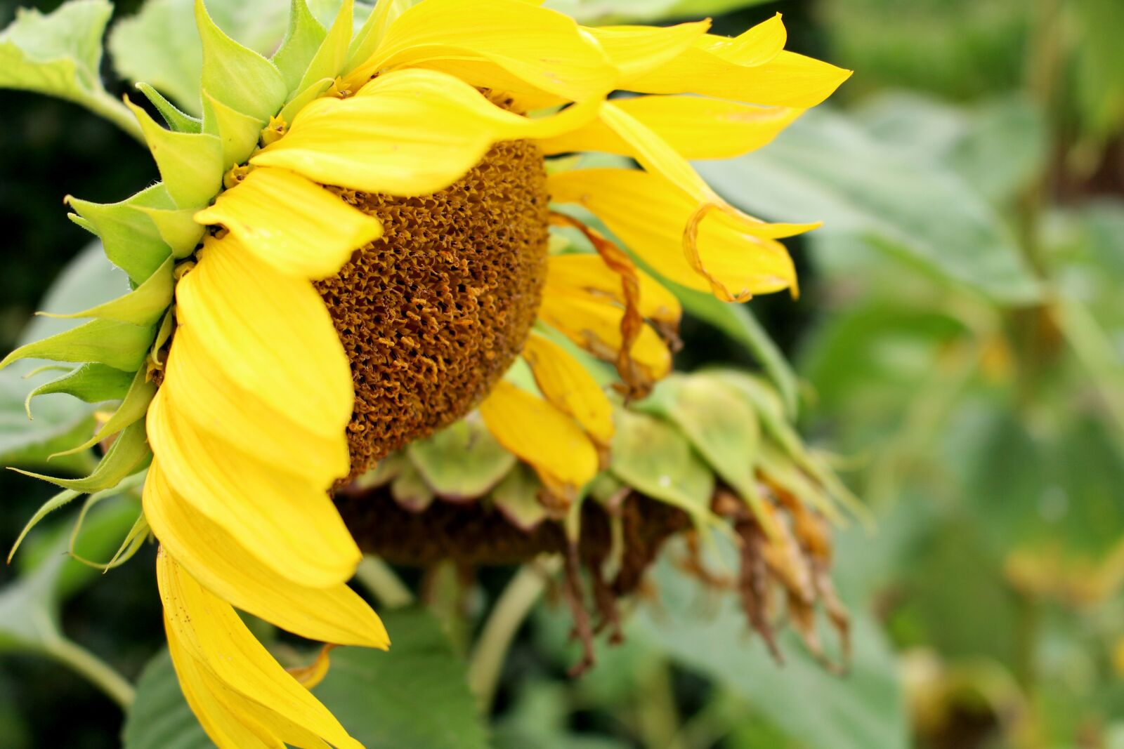 Canon EOS 700D (EOS Rebel T5i / EOS Kiss X7i) sample photo. Sunflower, flower, yellow photography