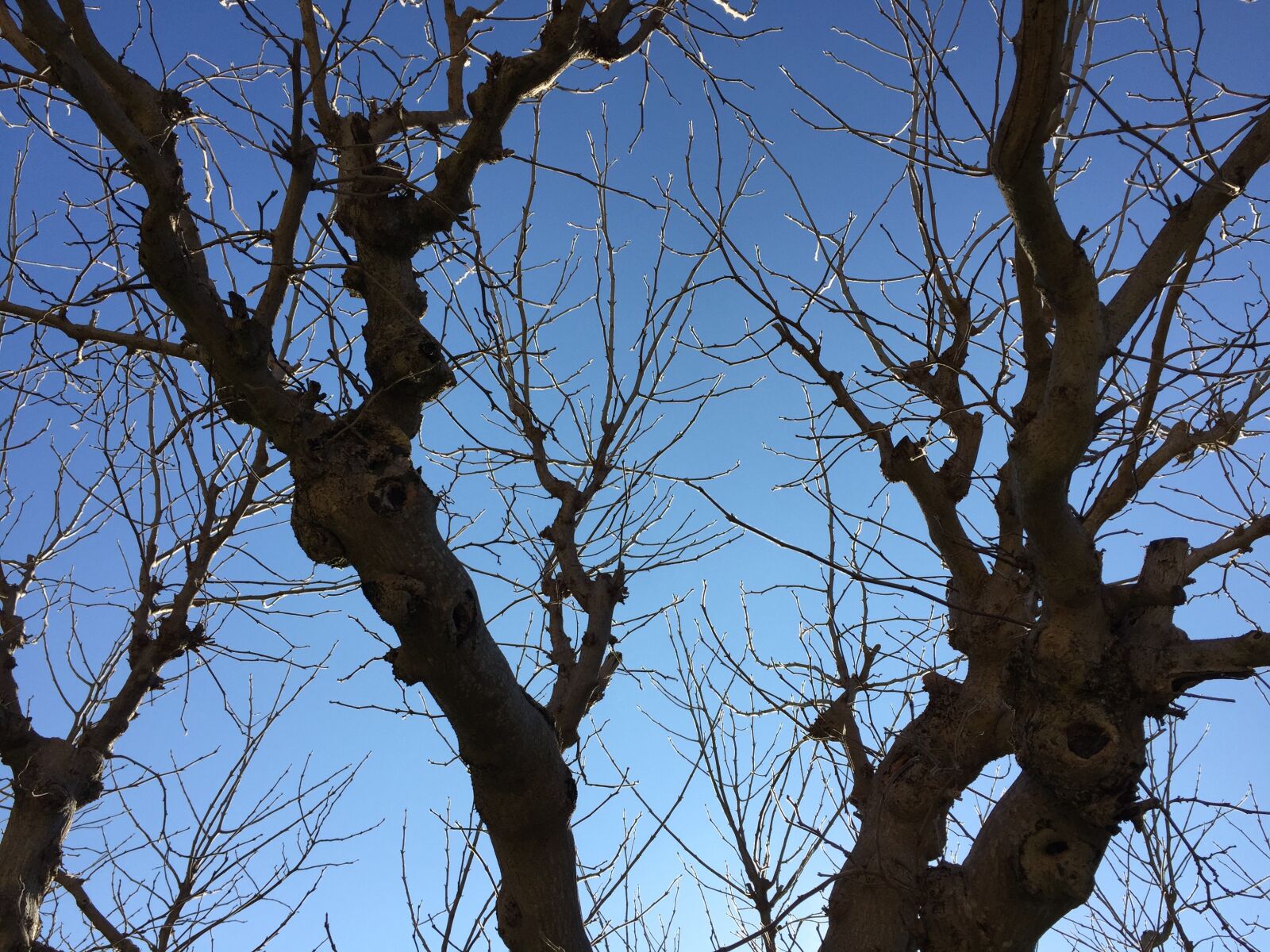 iPhone 6 back camera 4.15mm f/2.2 sample photo. Trees, winter, provence photography