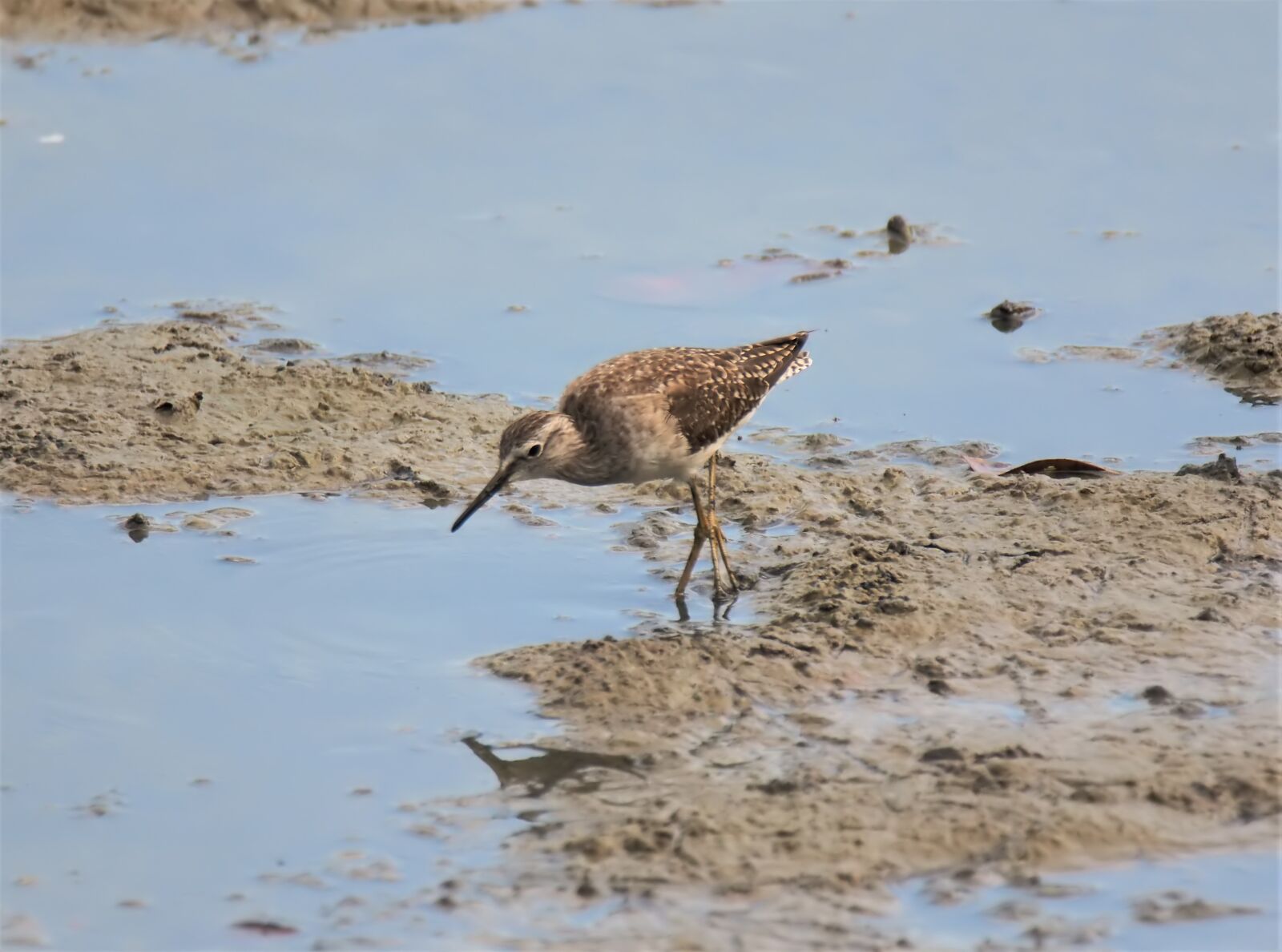 Olympus OM-D E-M1 sample photo. Migratory, bird, wild photography