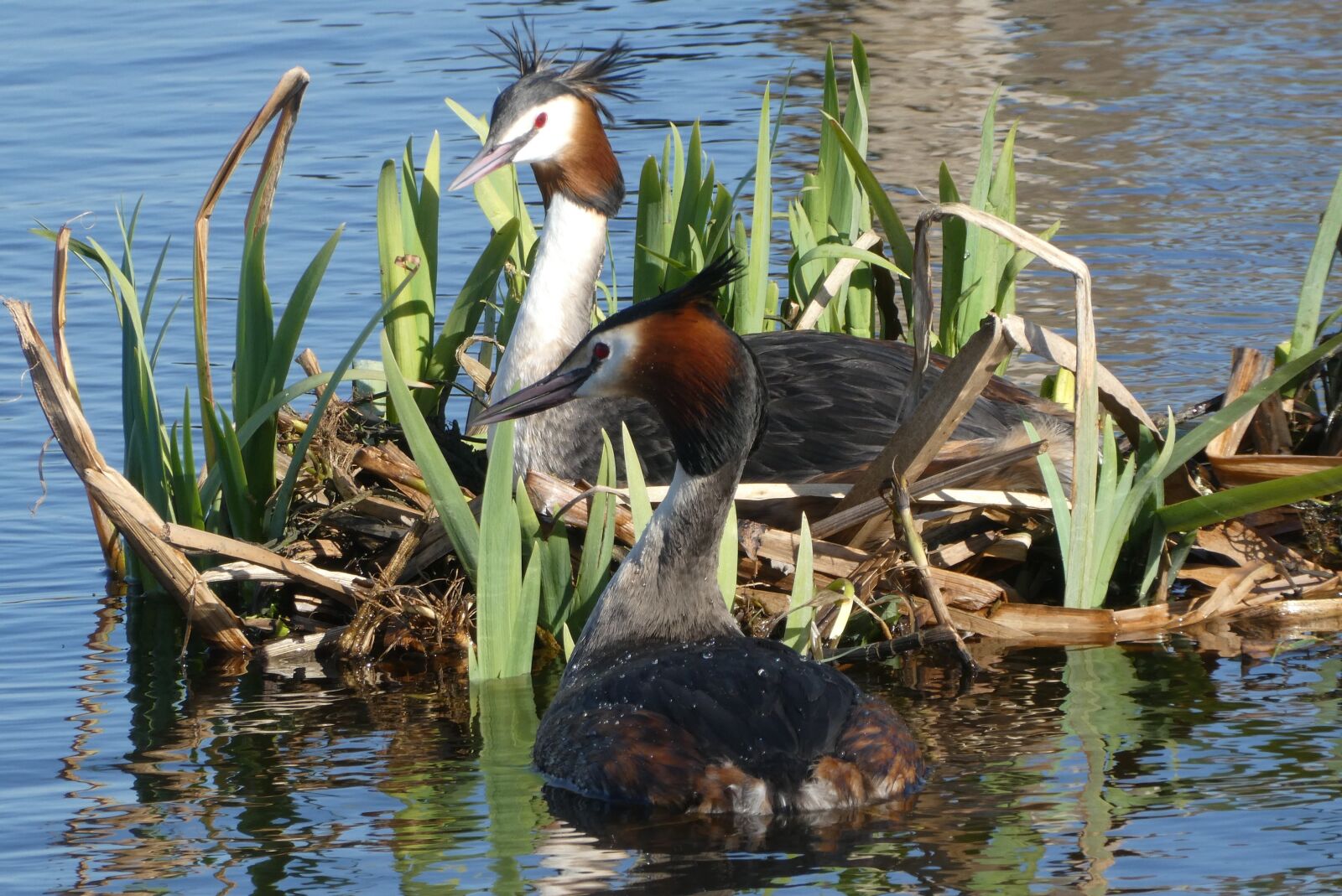 Panasonic Lumix DC-ZS70 (Lumix DC-TZ90) sample photo. Grebe, nest, spring photography