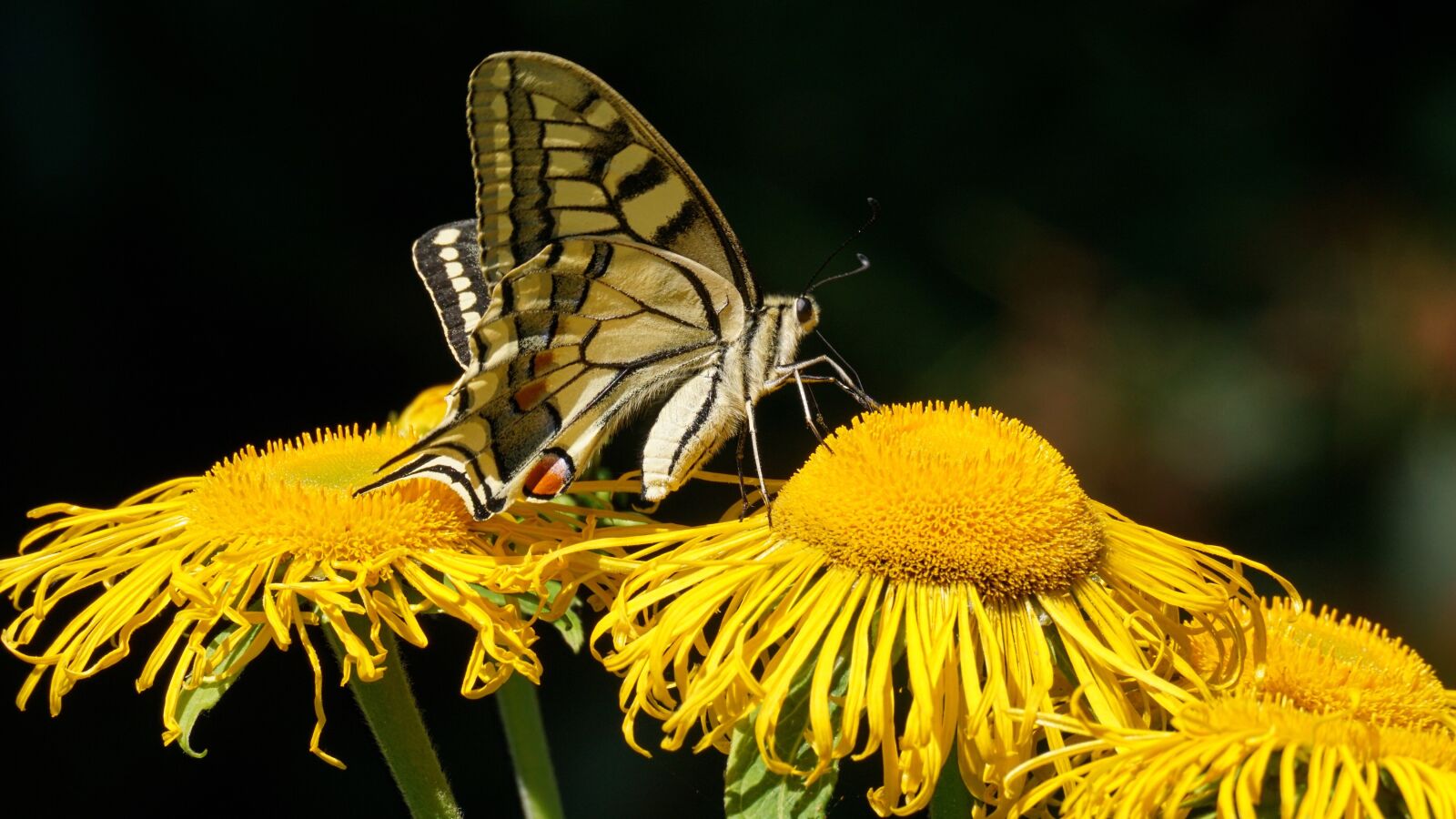 Sony DT 55-300mm F4.5-5.6 SAM sample photo. Dovetail, butterfly, flowers photography