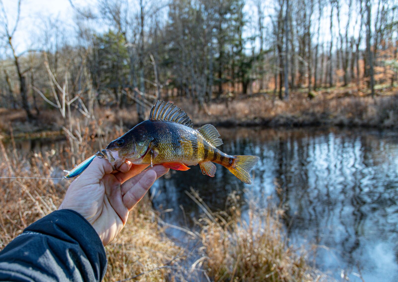 Nikon D500 sample photo. Perch, fish, water photography