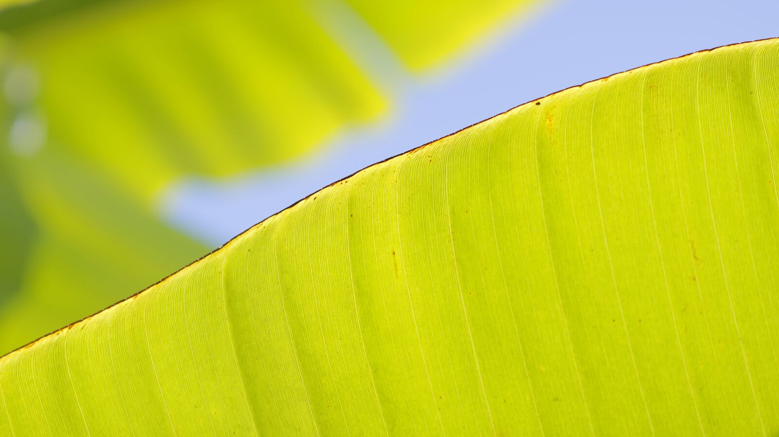 Canon EOS 750D (EOS Rebel T6i / EOS Kiss X8i) sample photo. Banana lief, green, nature photography
