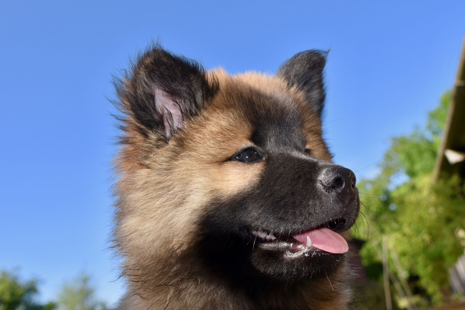 Nikon D5600 sample photo. Dog, pup, puppy photography
