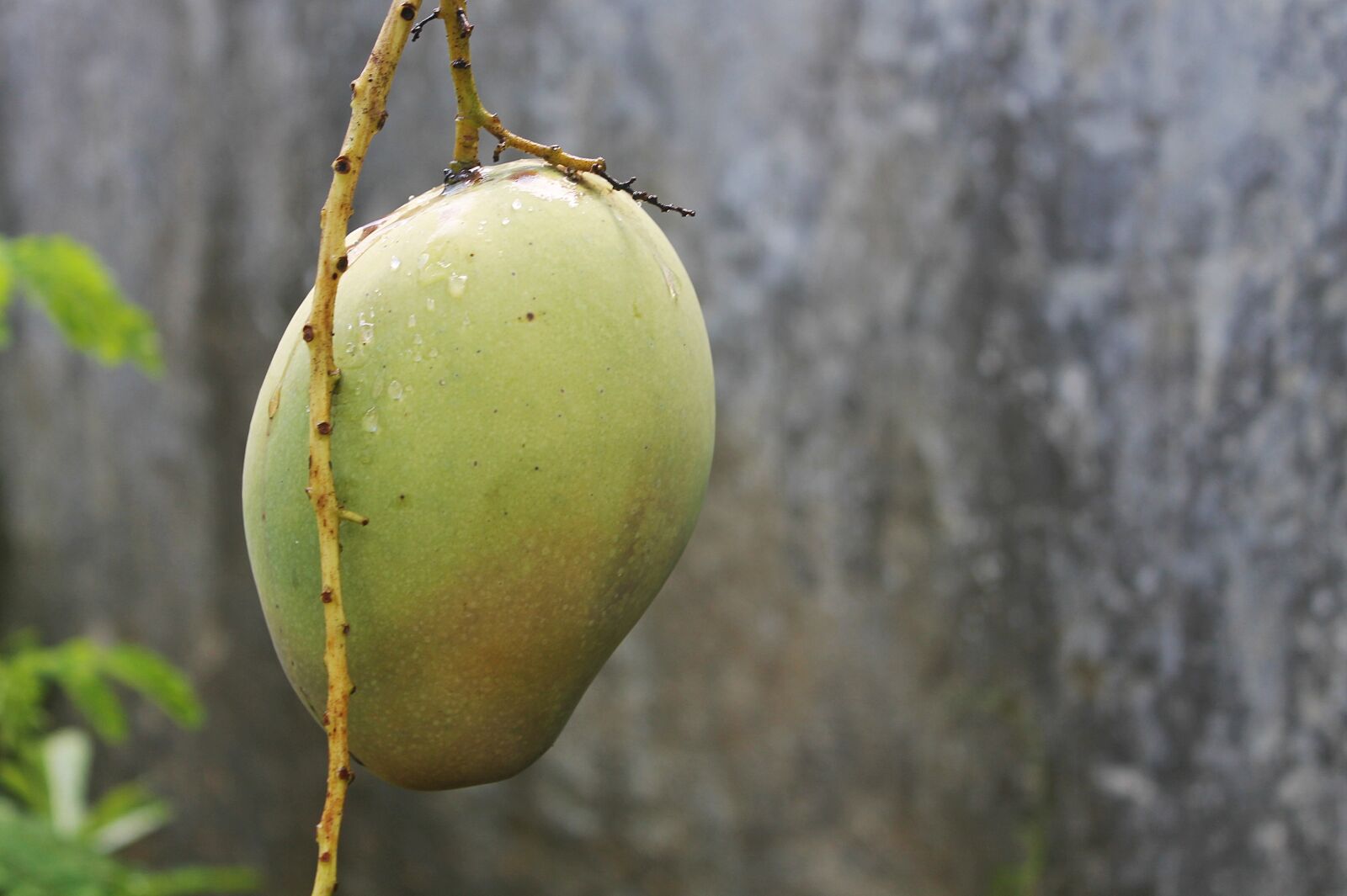 Canon EOS 1100D (EOS Rebel T3 / EOS Kiss X50) sample photo. Fruit, mango, mango fruit photography