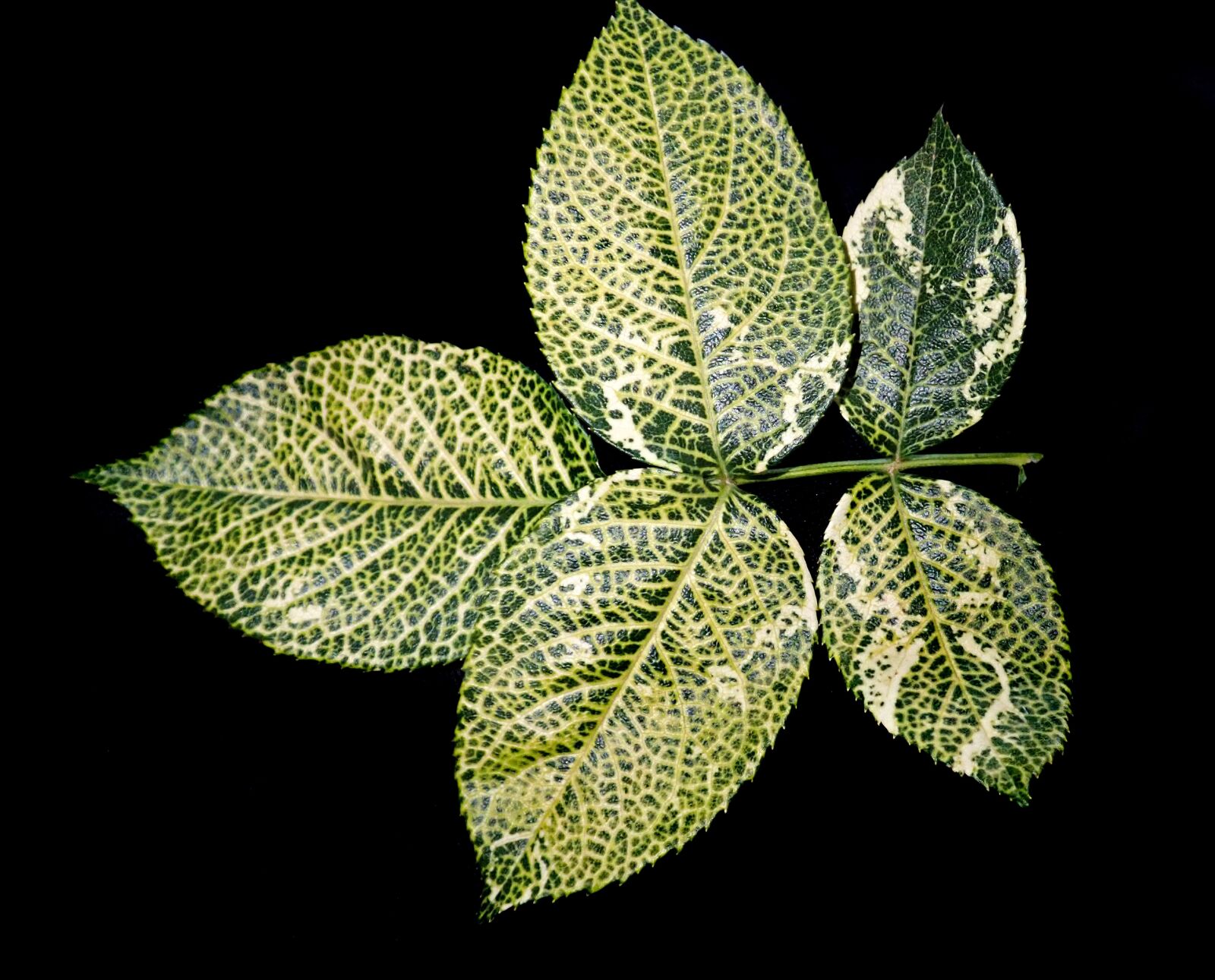 Olympus TG-5 sample photo. Leaves, foliage, rose photography