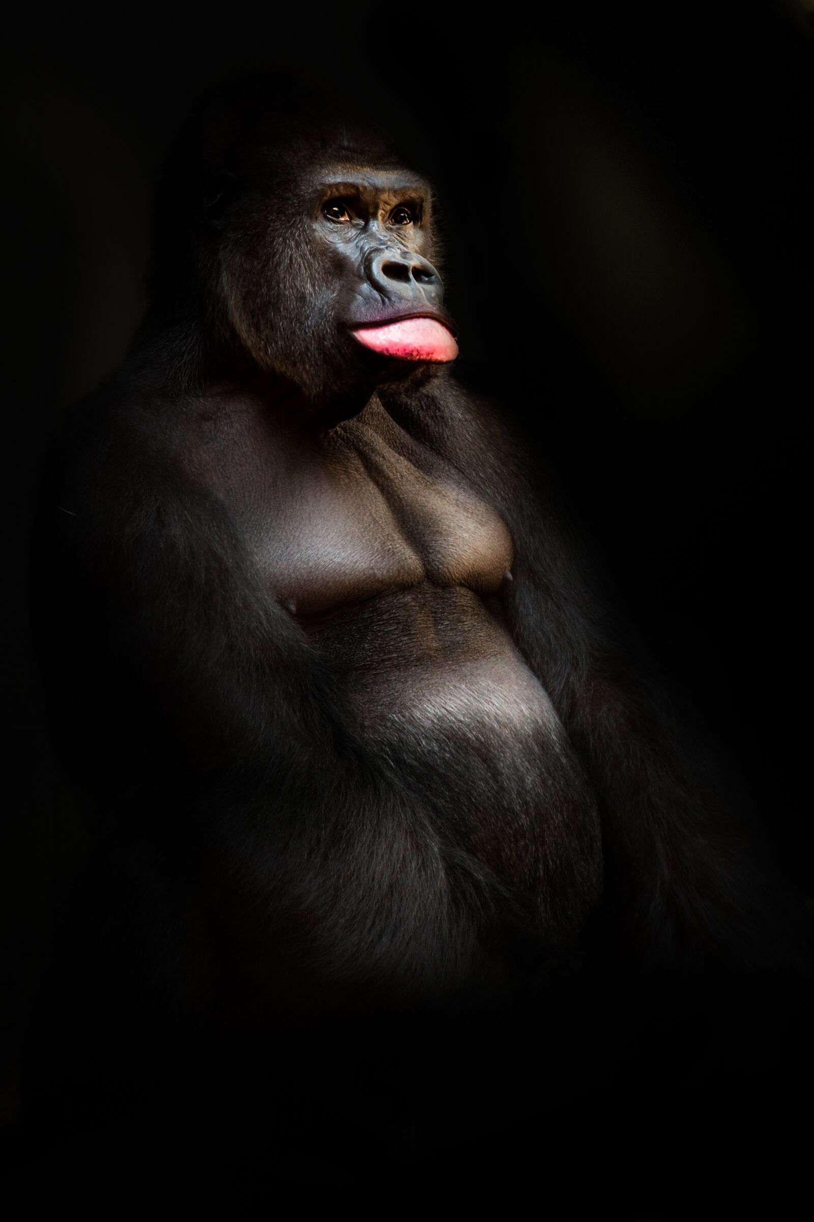 Canon EOS 7D sample photo. Gorilla, monkey, primate photography