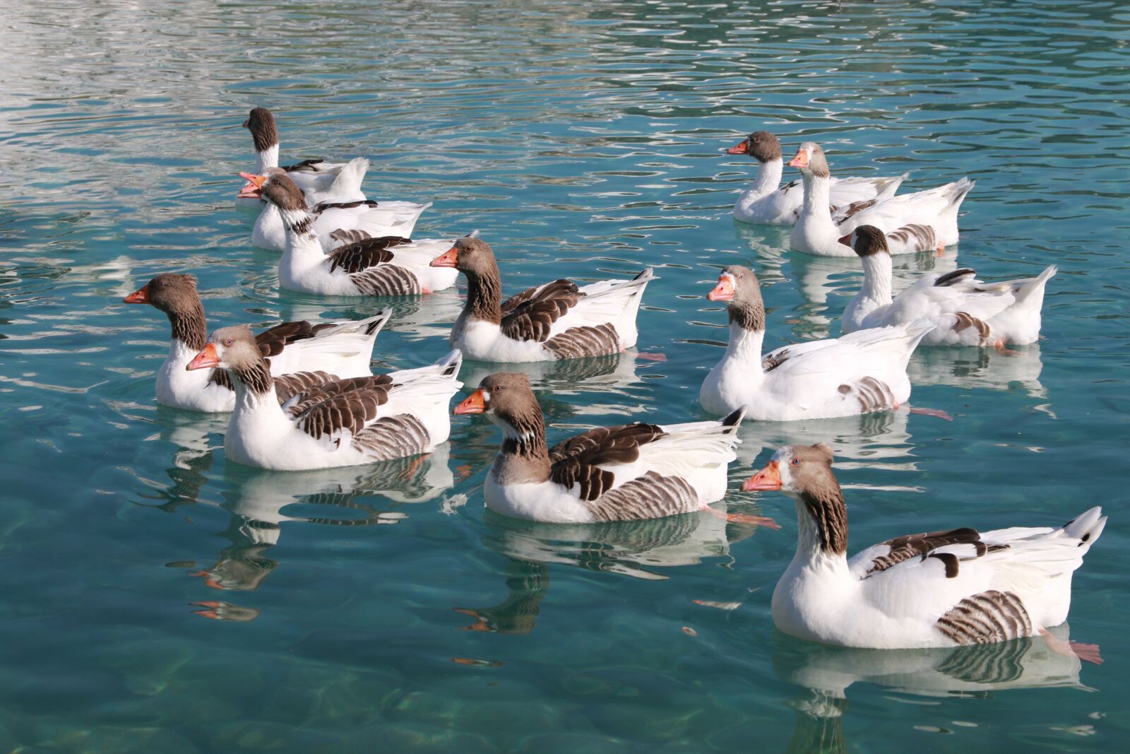 Canon EF-S 18-135mm F3.5-5.6 IS sample photo. Duck, marine, bird photography