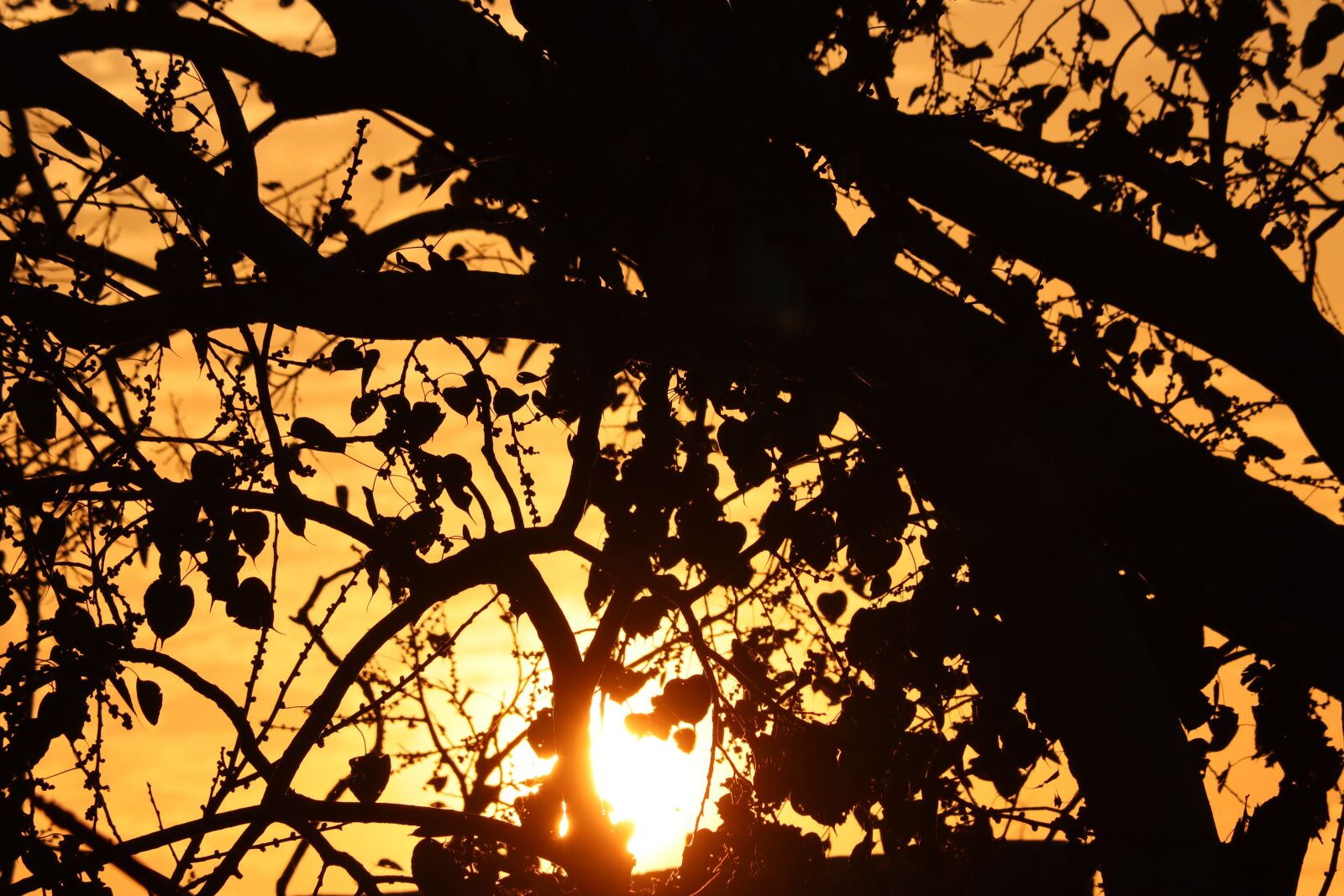 Canon EOS 250D (EOS Rebel SL3 / EOS Kiss X10 / EOS 200D II) sample photo. Trees, sunrise, sun photography