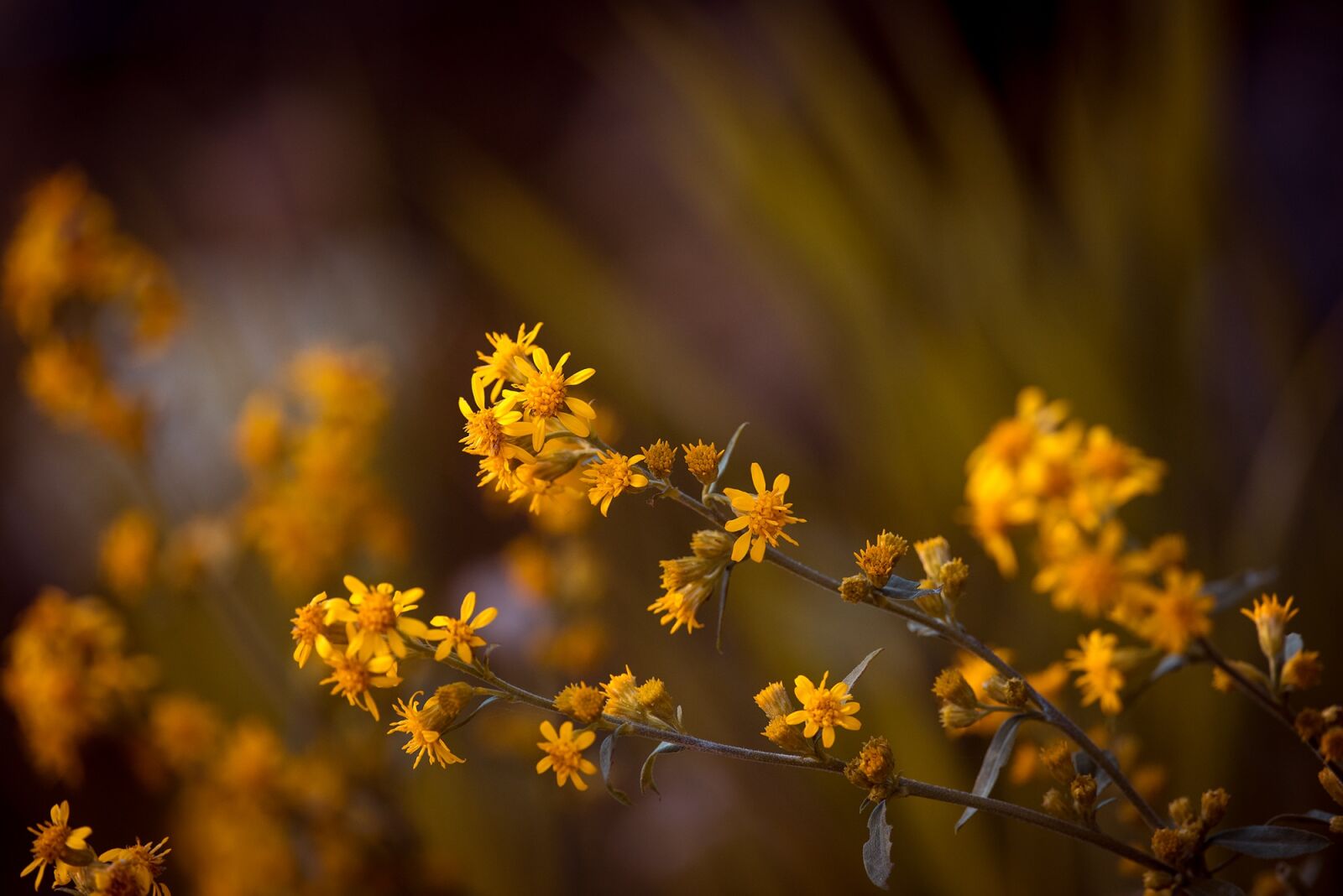 Nikon D750 sample photo. Arnica, pointed arnica, flower photography