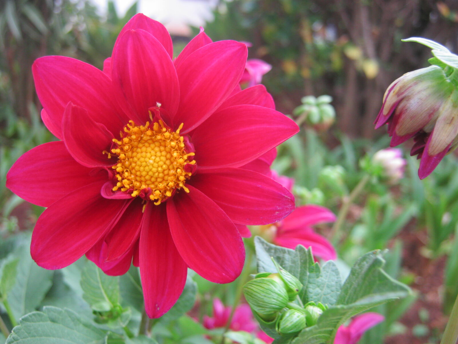 Canon PowerShot A800 sample photo. Beautiful, flower, flower, garden photography