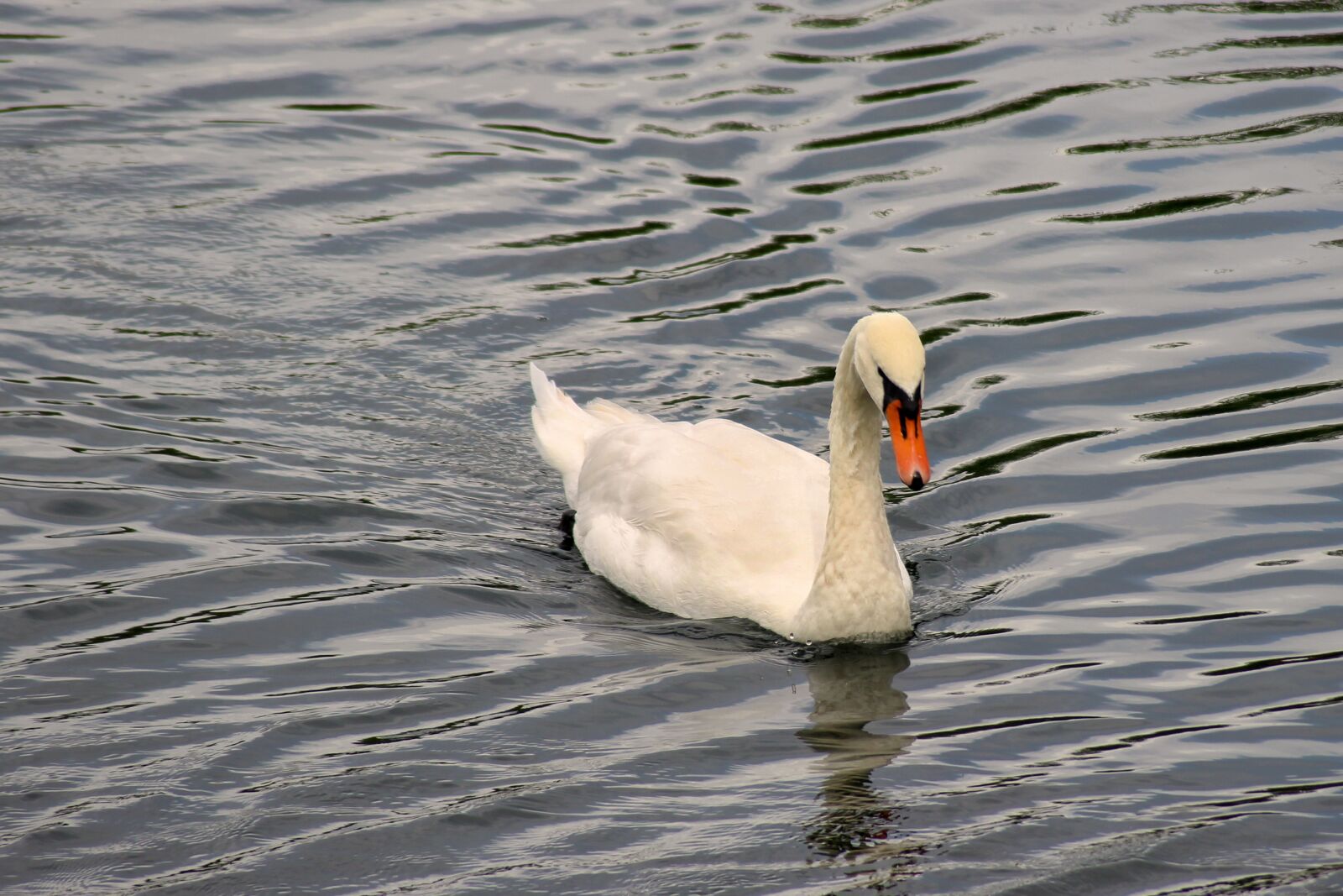 Canon EOS 600D (Rebel EOS T3i / EOS Kiss X5) sample photo. Swan, water, plumage photography