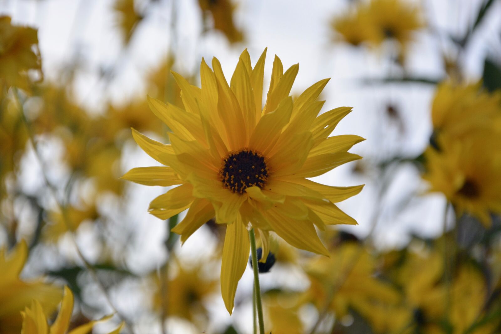 Nikon D5200 sample photo. Yellow flowers, yellow petals photography
