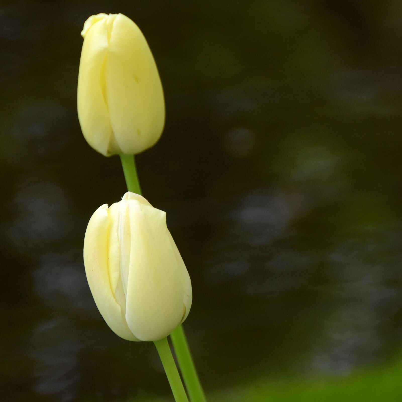 Nikon D7200 sample photo. Tulip, keukenhof, holland photography
