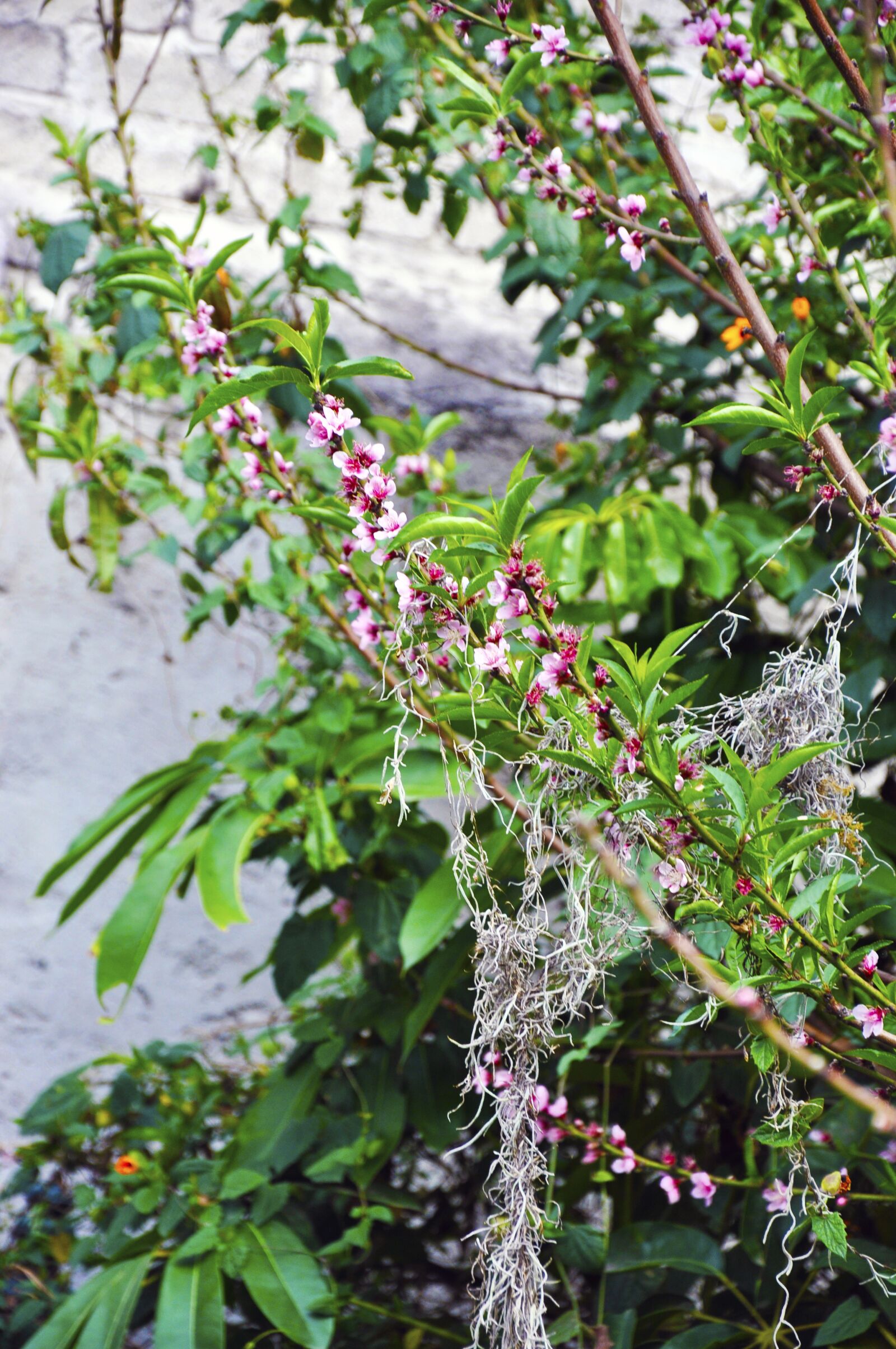 Nikon D90 sample photo. Nature, love, color photography