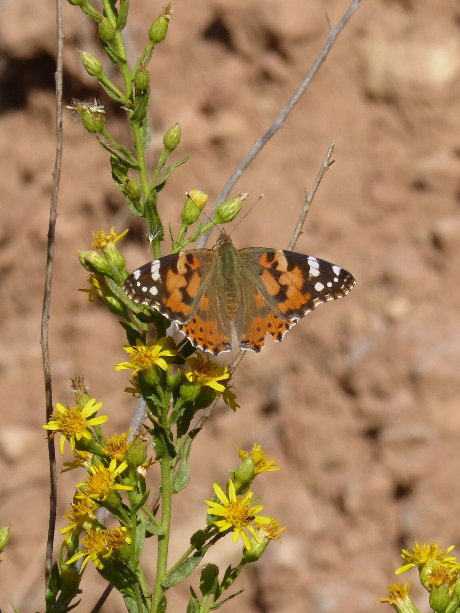 Panasonic DMC-FZ62 sample photo. Butterfly, libar, flower photography