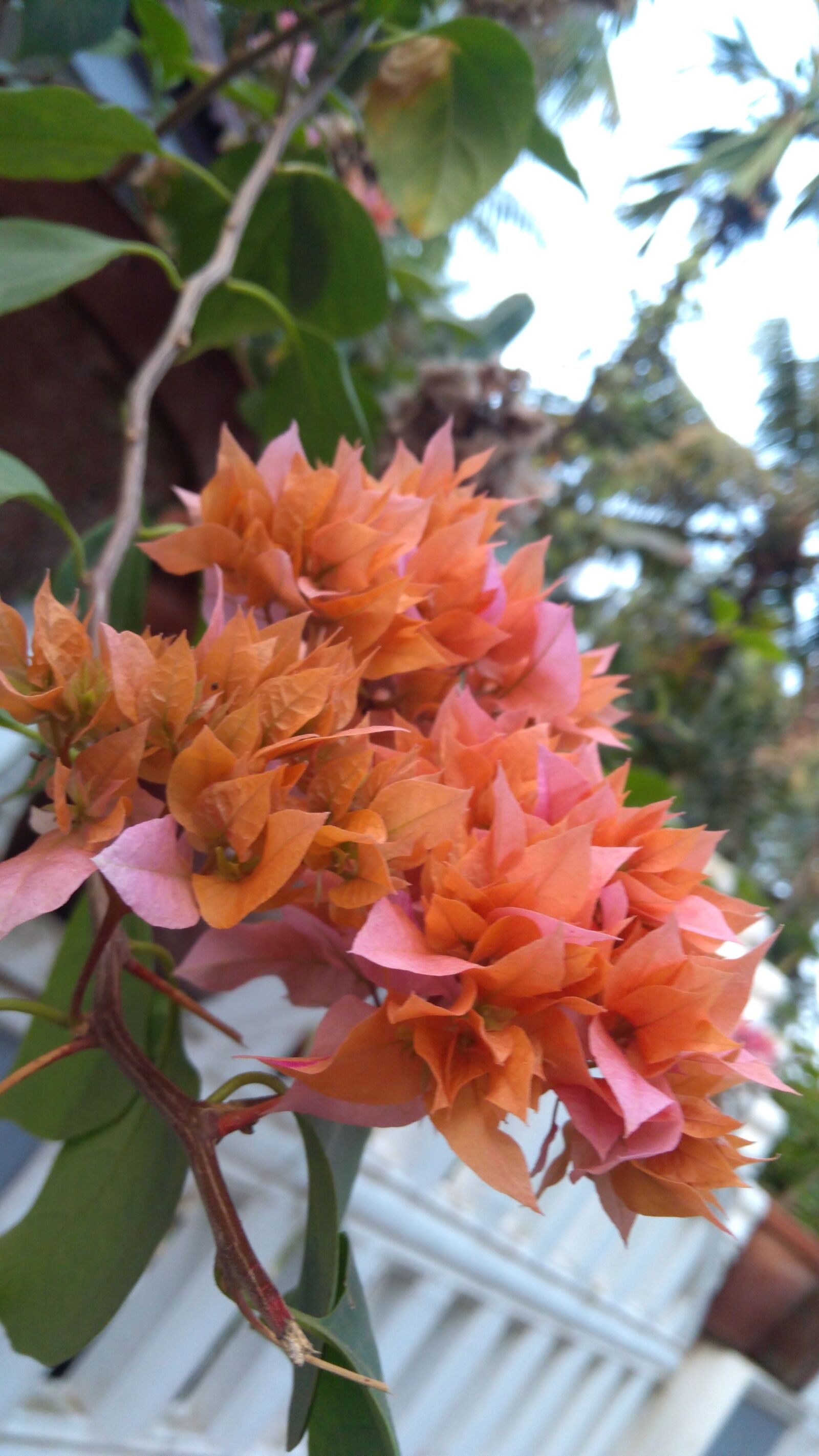 Lenovo K6 NOTE sample photo