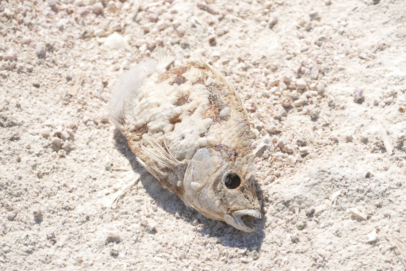 Panasonic Lumix DMC-FZ1000 sample photo. Fish, dead, decay photography