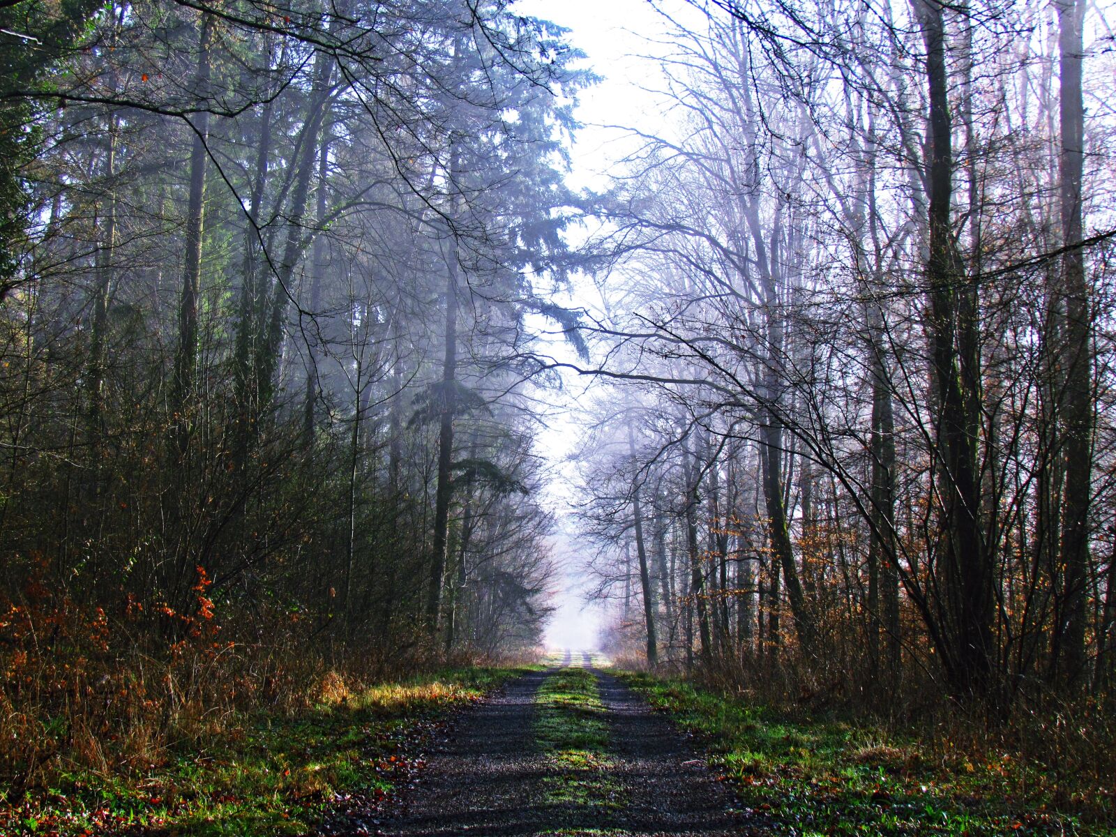 Canon PowerShot SX30 IS sample photo. Forest, the path, lane photography