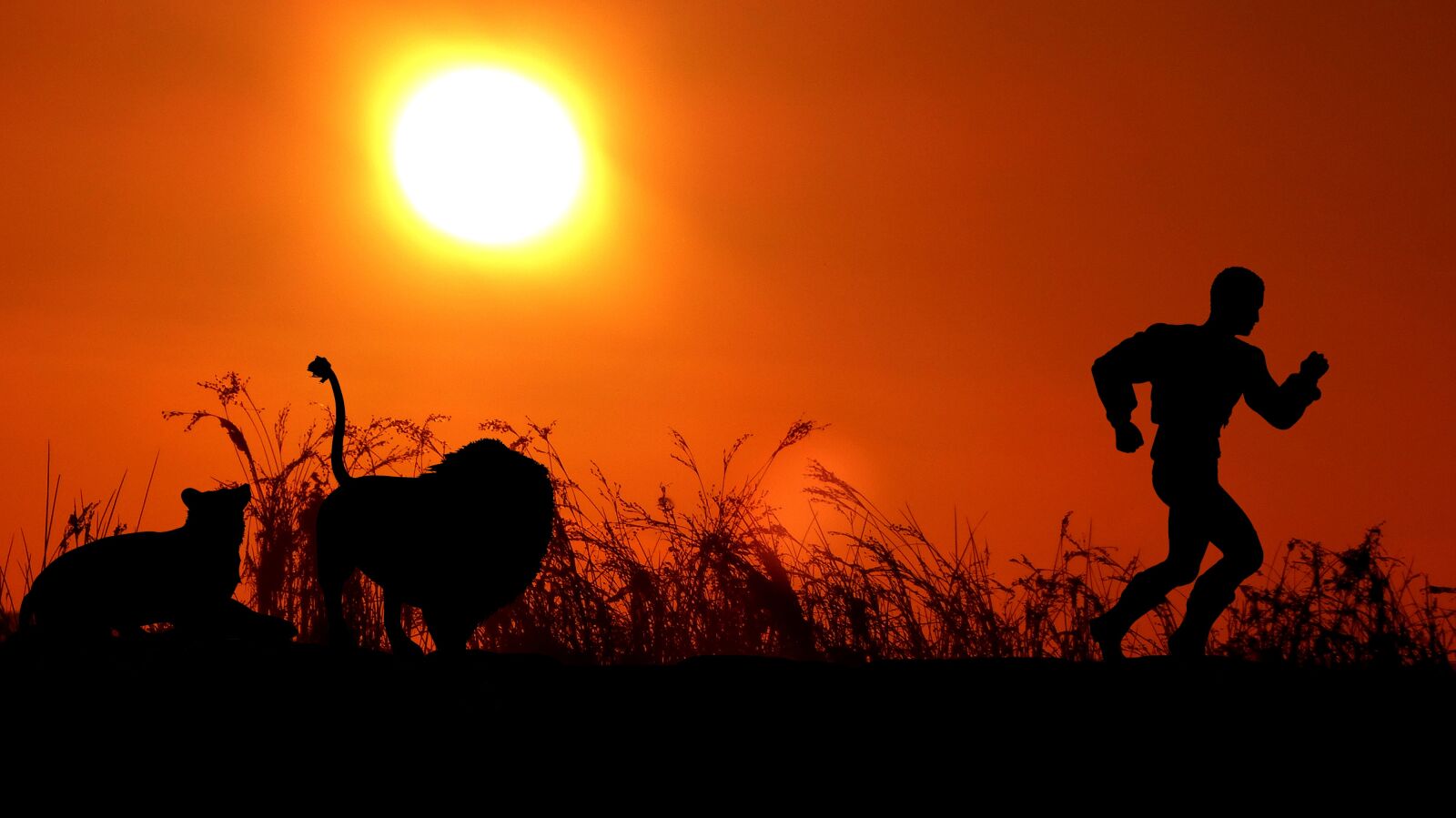 Panasonic Lumix DMC-FZ200 sample photo. Sunset, lion, lioness photography