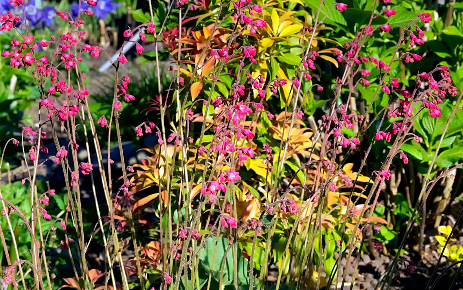 Nikon D3300 sample photo. Red heuchera, flower, red photography