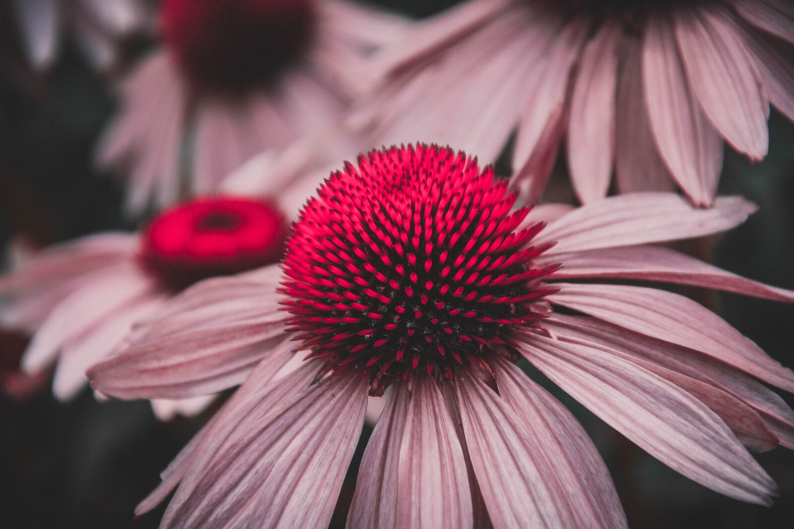 Nikon D3300 sample photo. Flower, red, garden photography