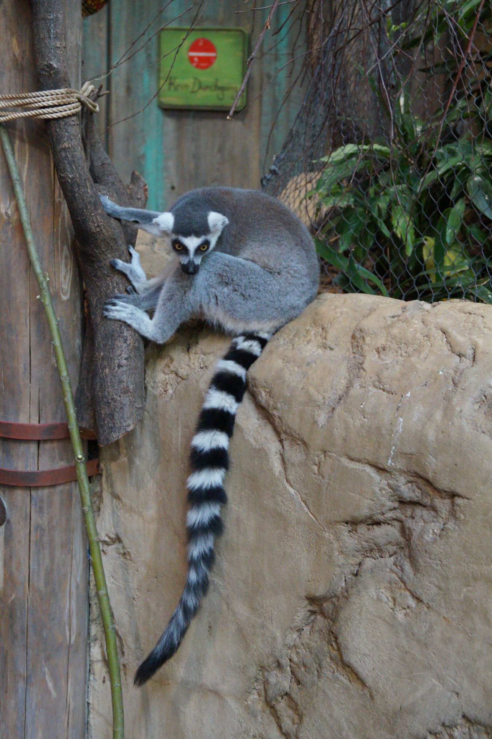 Sony DT 18-55mm F3.5-5.6 SAM II sample photo. Animal, zoo, small photography