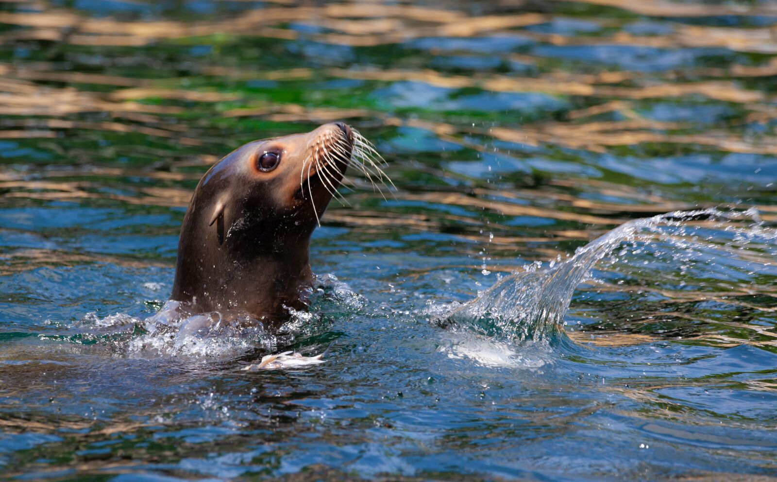 150-600mm F5-6.3 DG OS HSM | Contemporary 015 sample photo. Sea lion, sea lion photography