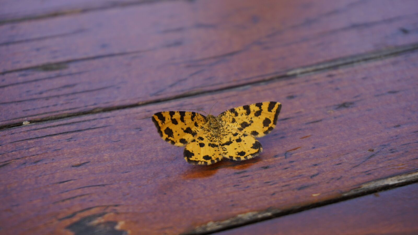 Sony a6000 sample photo. Butterfly, yellow, table photography