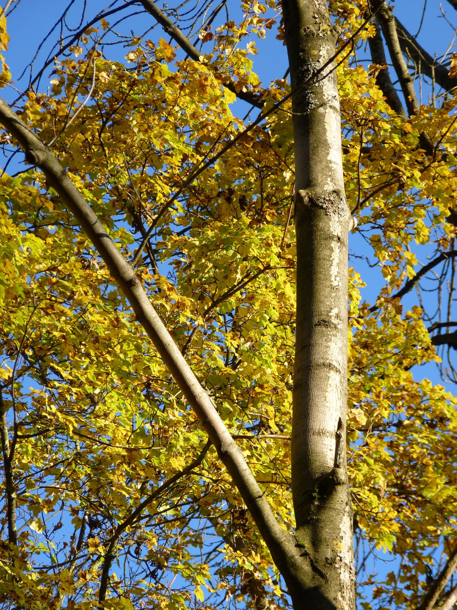 Panasonic Lumix DMC-FZ35 (Lumix DMC-FZ38) sample photo. Autumn, leaves, tree photography