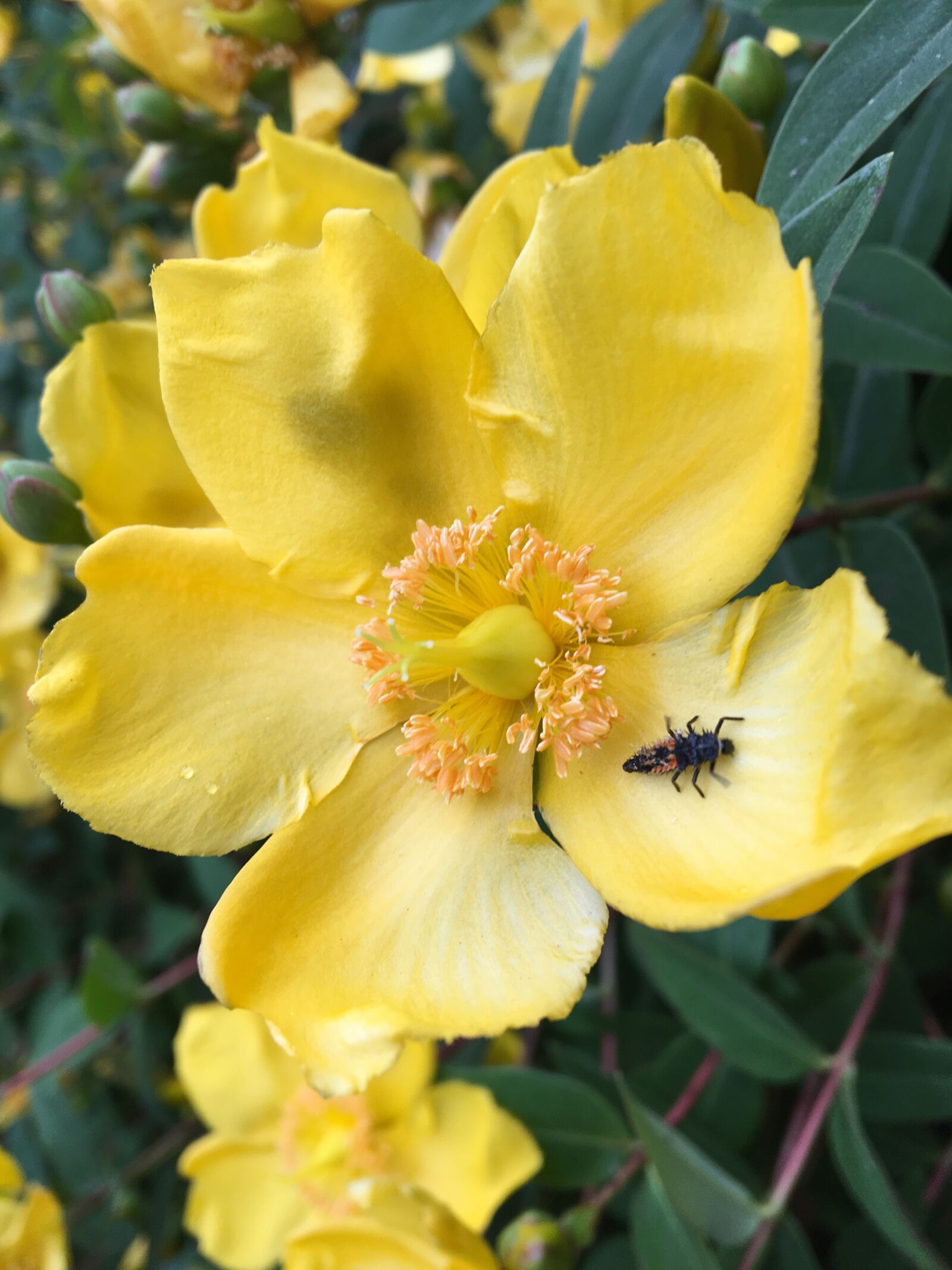 Apple iPhone 6s sample photo. Bug, yellow, flowers photography