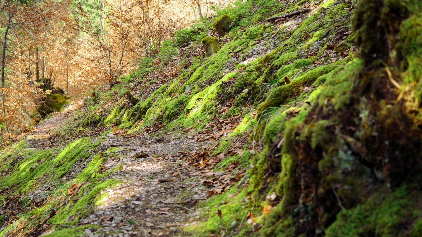 Panasonic Lumix DMC-GX8 sample photo. Moss, forest, forest floor photography