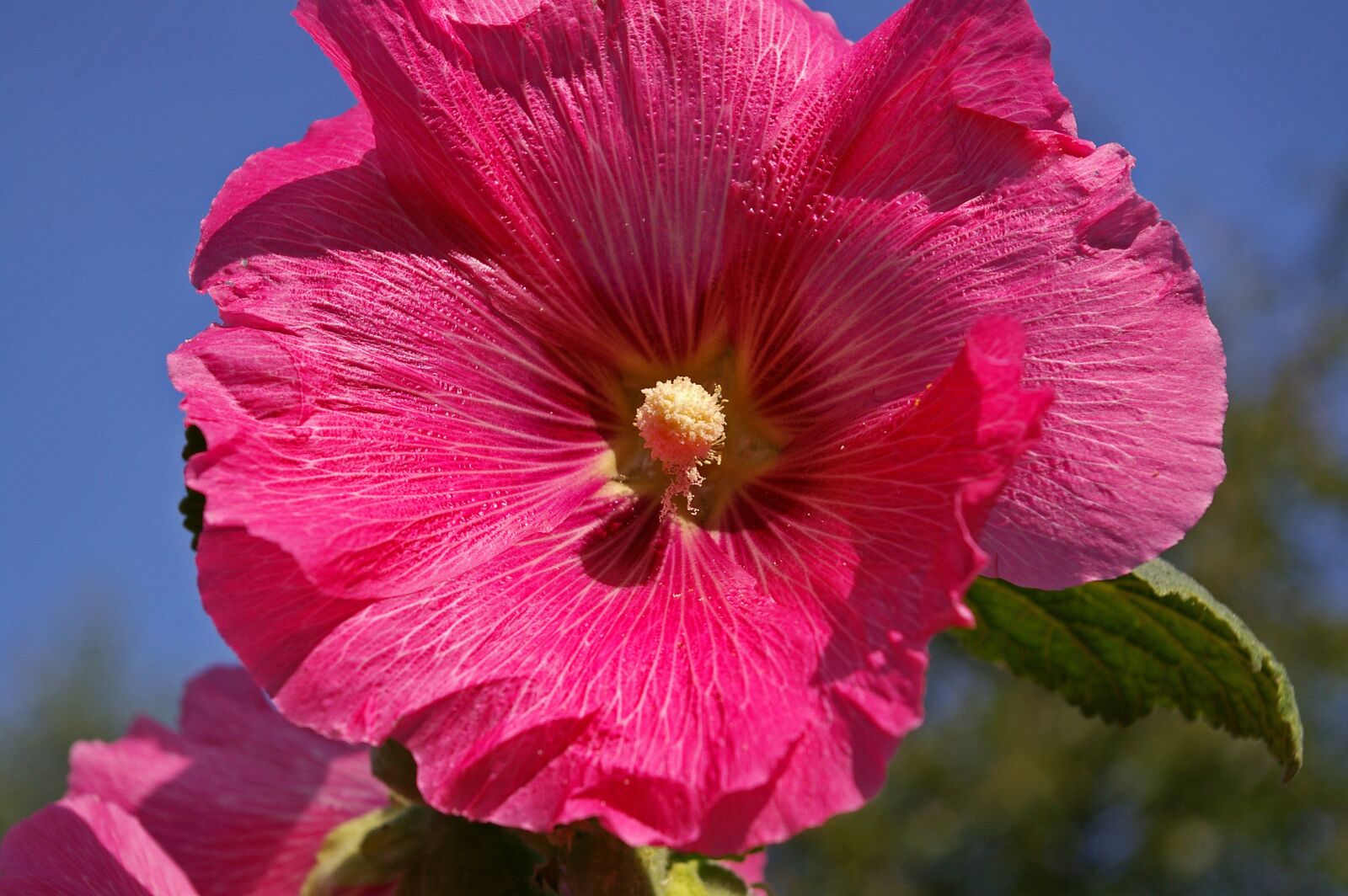 Pentax *ist DL2 sample photo. Stock rose, cottage garden photography