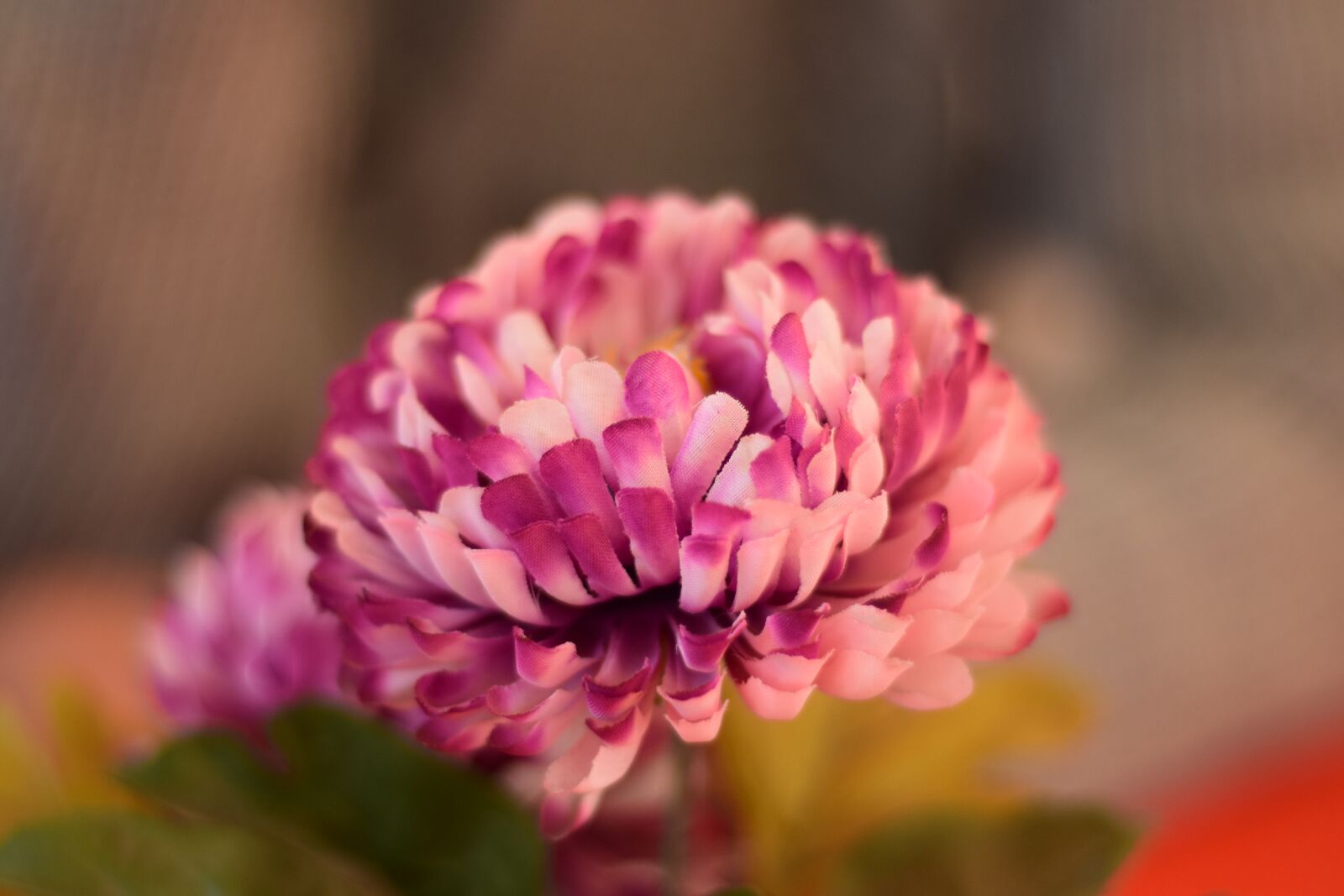 Nikon D5300 sample photo. Rose, flower, nature photography